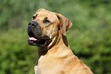 BOERBULL 076